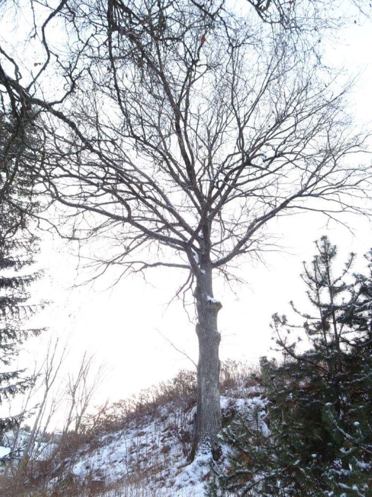 trær (både eik og ask) deriblant ett av kommunens groveste asketre med dbh på 130cm.