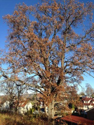 november 2016 av Madlaina Bichsel, BioFokus i forbindelse med kartlegging av den utvalgte naturtypen