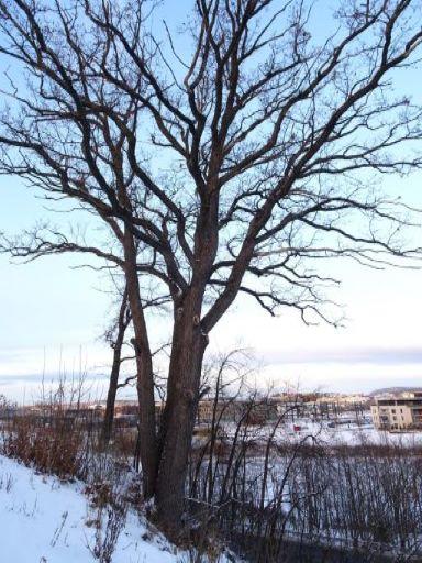 november 2016 av Madlaina Bichsel, BioFokus i forbindelse med kartlegging av den utvalgte