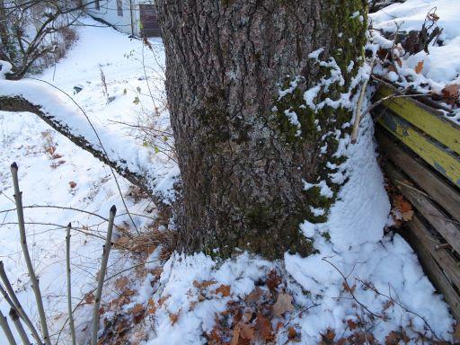 november 2016 av Madlaina Bichsel, BioFokus i forbindelse med kartlegging av den utvalgte naturtypen hule eiker på oppdrag for Rælingen kommune.