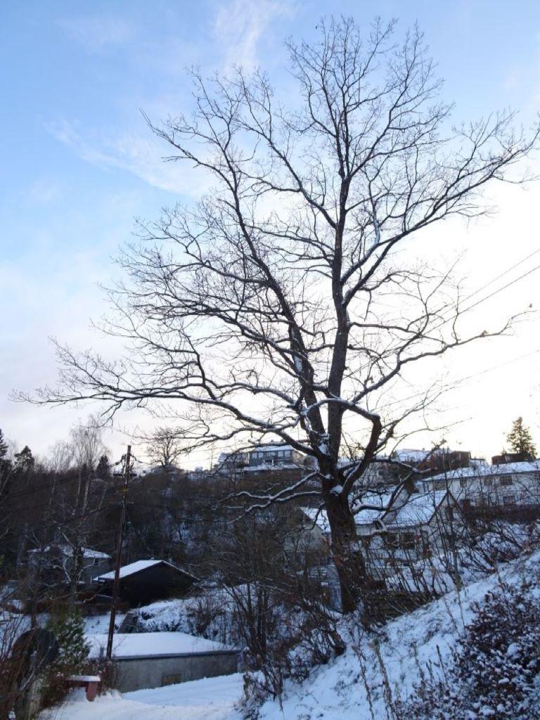 Naturtyper, utforminger og vegetasjonstyper: Lokaliteten er kartlagt som naturtypen Store gamle trær - Eik (D1207) og omfattes av forskrift om utvalgt naturtype