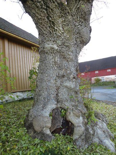 Naturtyperegistreringer Naturtype: Utforming: Mosaikk: Feltsjekk: Store gamle trær Ask 28.10.