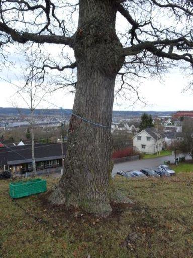 Beliggenhet og naturgrunnlag: Lokaliteten ligger oppe på bakken nord for en parkeringsplass og øst for