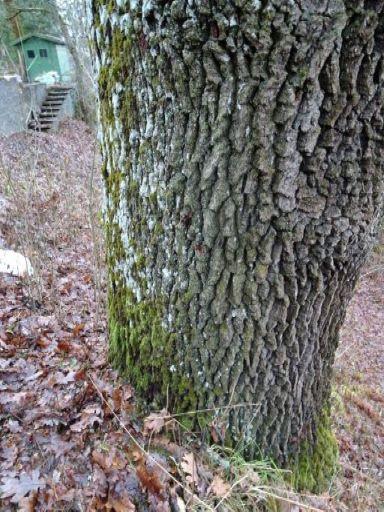 Beliggenhet og naturgrunnlag: Lokaliteten ligger i en østvendt skråning nordøst for huset ved