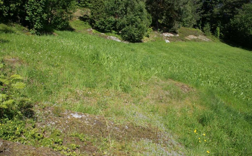 Heilt i forgrunnen eit parti som blir slått seinare, og som er meir næringsfattig og meir riktblomstrande. Figur 4.