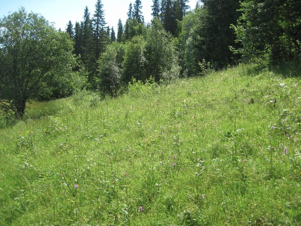 Figur 4. Lauvoppslag i øvre del av lokaliteten. Bildet er tatt mot sørøst fra UTM 32V, 586043, 6732927. Foto: Bjørn Harald Larsen, 30.6.2011.