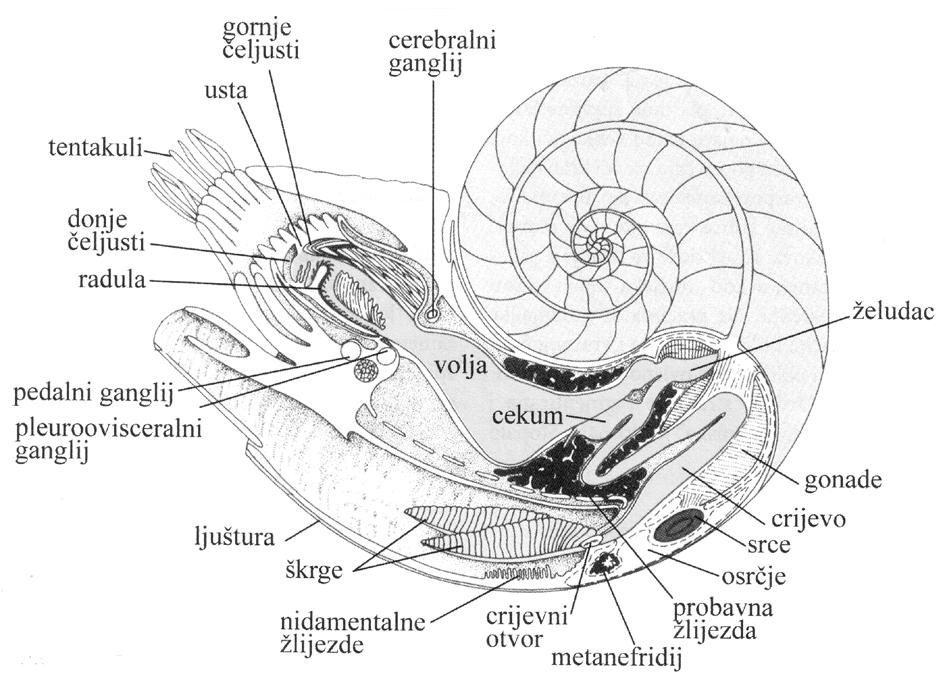 2.1. Nautilus pompilius -