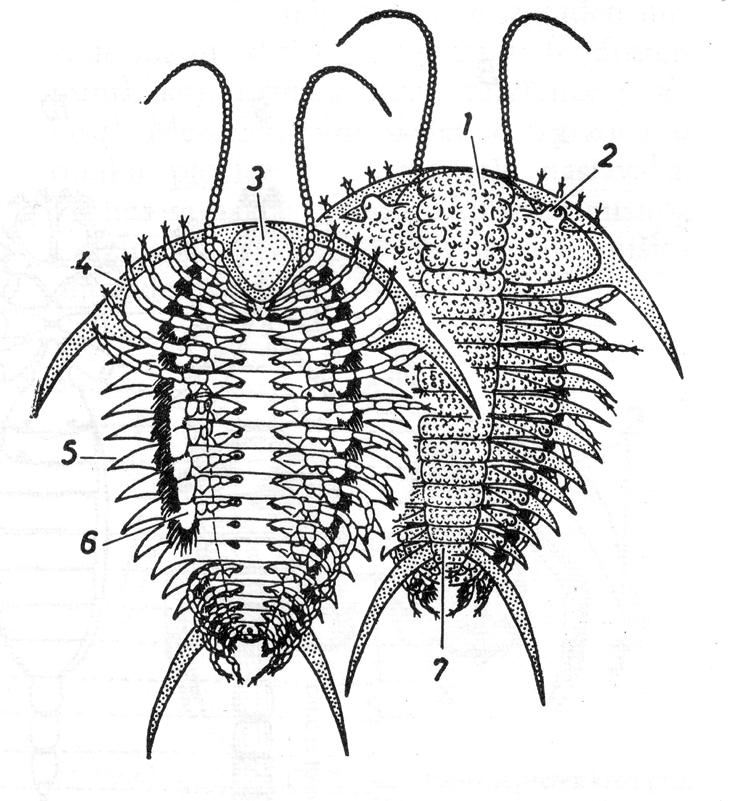 1.1. VANJSKA GRAĐA (označena shema) Trilobit 1.glabella; 2.