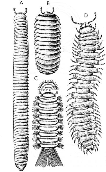 Potkoljeno: Myriapoda - stonoge 1.1. Razred: Chilopoda - strige Chilopoda 2.1. Razred: Diplopoda - dvojenoge Diplopoda CHILOPODA A.