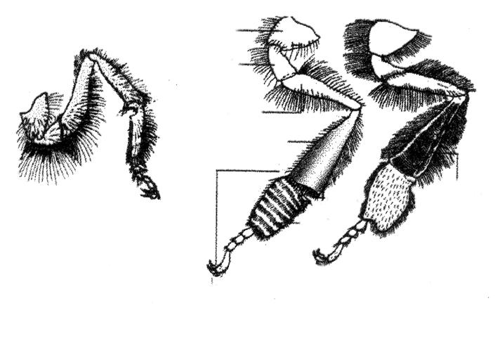 2.3. GRAĐA 1. NOGE (shema) 2.4. GRAÐA 3.