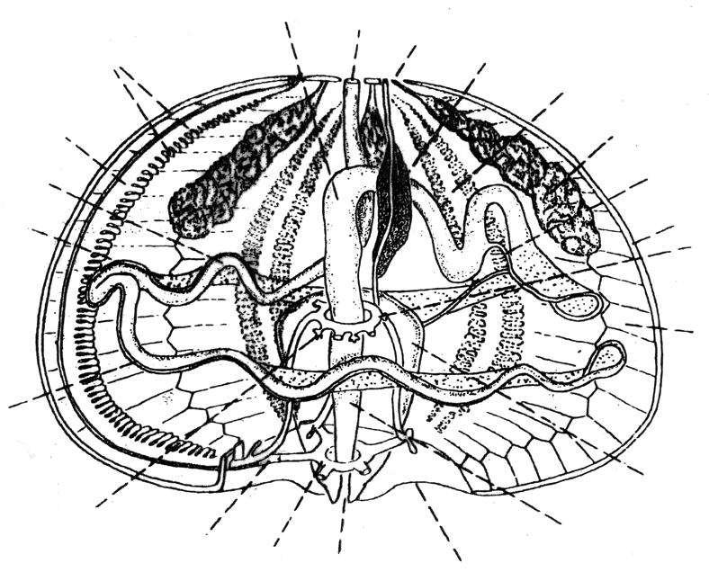 1.3. UNUTRAŠNJA GRAÐA (shema) Sphaerechinus granularis