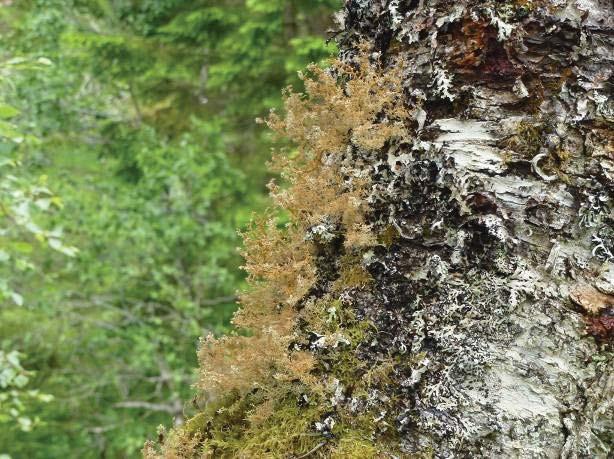 På enkelte seljetrær med grov sprekkbark ble det registrert grynvrenge (Nephroma parile) og krusgullhette (Ulota crispa).