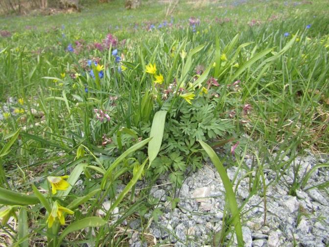 forskjellen mellom maur og edderkopp.