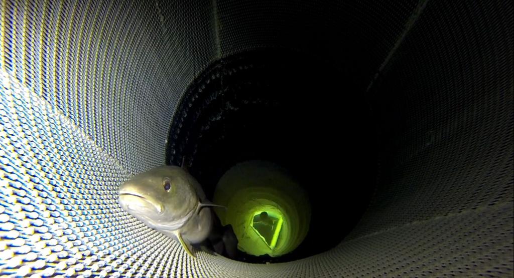 Foto: CRISP Tar bilder av forskningsfangsten På vei bakover i trålen må denne torsken gjennom fotoboksen Deep Vision som blinker i bakgrunnen.