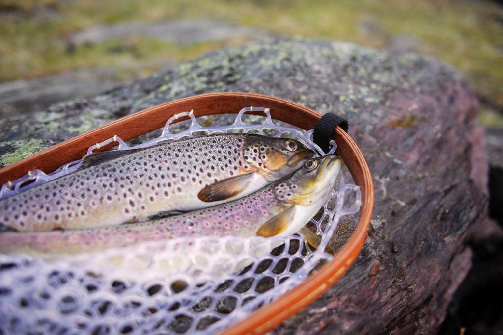 Bakgrunn Reiselivet er en viktig næring i Innlandet, men potensialet innen naturbaserte opplevelser mye større.