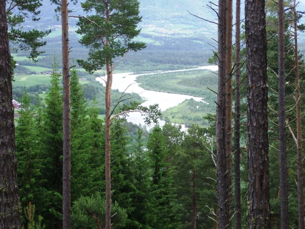 Stort sett står skogen tett langsetter