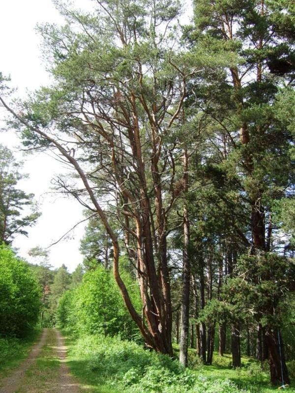 For folk som kjem utanfrå til Kvernåe, startar ofte turen på bilvegen sør for Kvernåe (med nord og sør vil eg her meine opp dalen og ned dalen slik innarbeidd seiemåte er i Gudbrandsdalen).