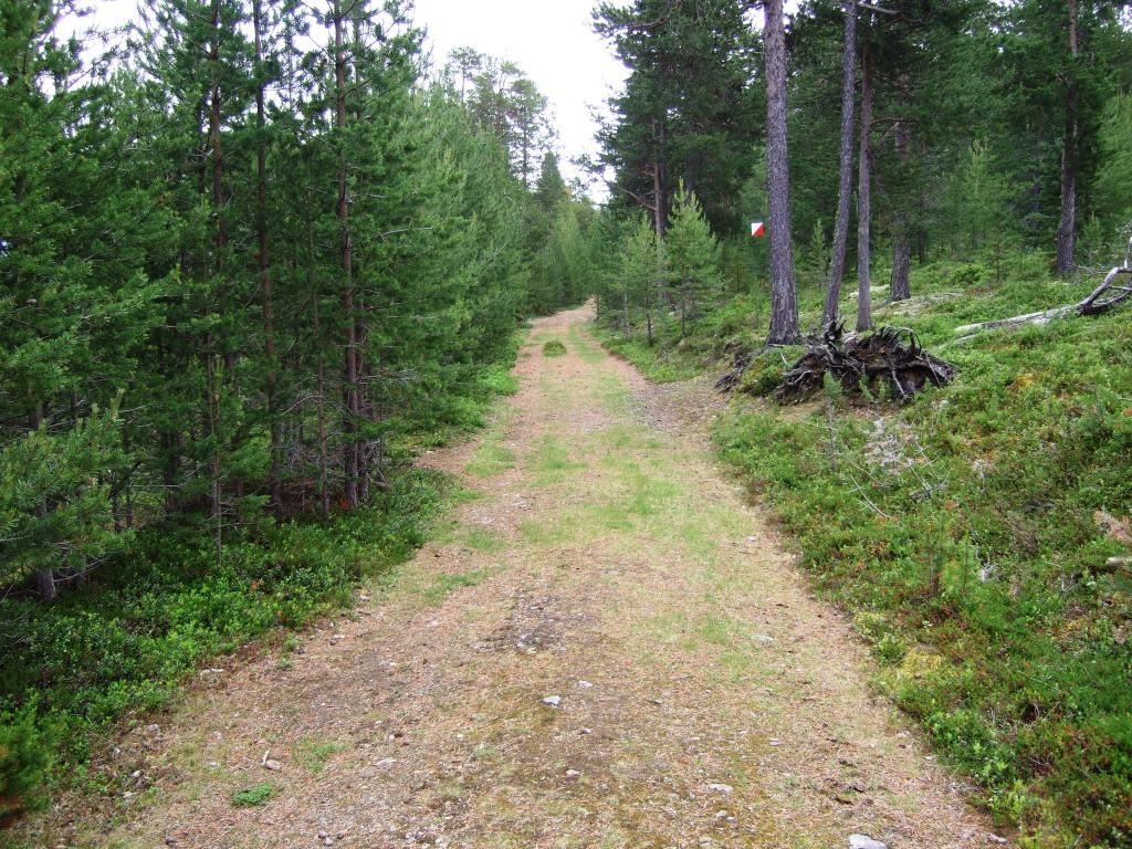 I det turre klimaet på Lesja er furu dominerande på sandmoane som her etter Nedre Floten.