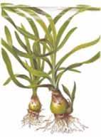 Crinum thaianum er en særpreget løkplante, som tilhører liljefamilien og stammer fra Thailand. Bladene blir 60-200 00 cm lange og planten blir 20-25 25 cm bred.