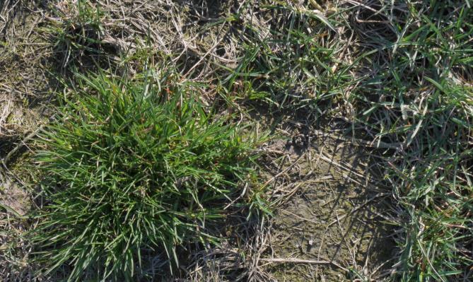 Hvordan påvirkes plantevernmidler av frost og lave temperaturer? Våren er en flott tid, men den variable temperaturen gir mange bønder store utfordringer når det gjelder valg av sprøytetid.