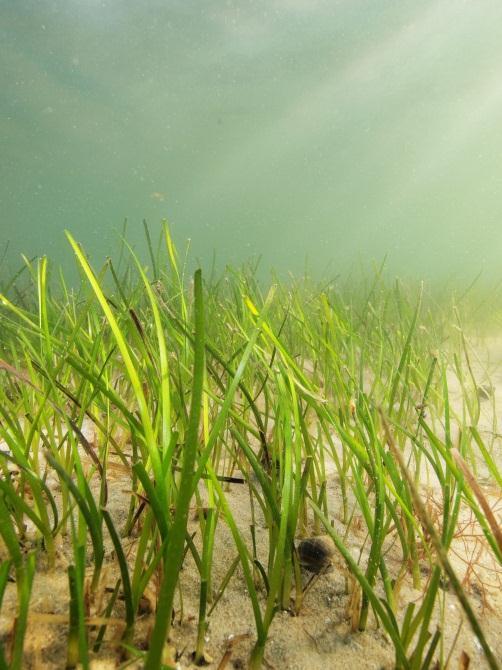 Naturhensyn og naturmangfoldloven Viktige naturområder registreres av