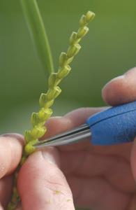 Tradisjonell planteforedling Year 1 Parent 1 x Parent 2 Crossing Year 2 F 1 Bulk seed Genomseleksjon + Multispektrale bildeanalyser Kan vi gjøre dette