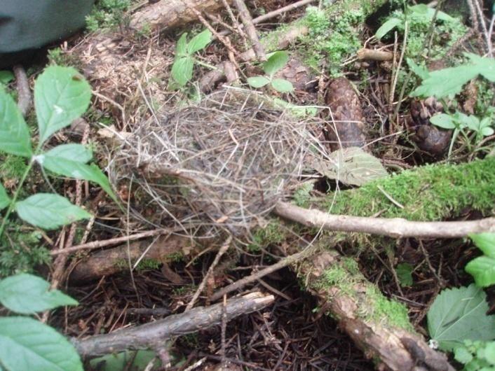 Gråor heggeskog finnes på fuktig og næringsrik jord i dalbunner langs elver, i raviner, i leirområder og på rasmark.