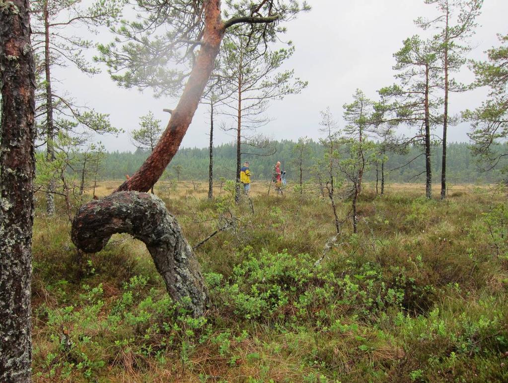 Foto fra vegetasjonsbelte og ut på Stormosen med