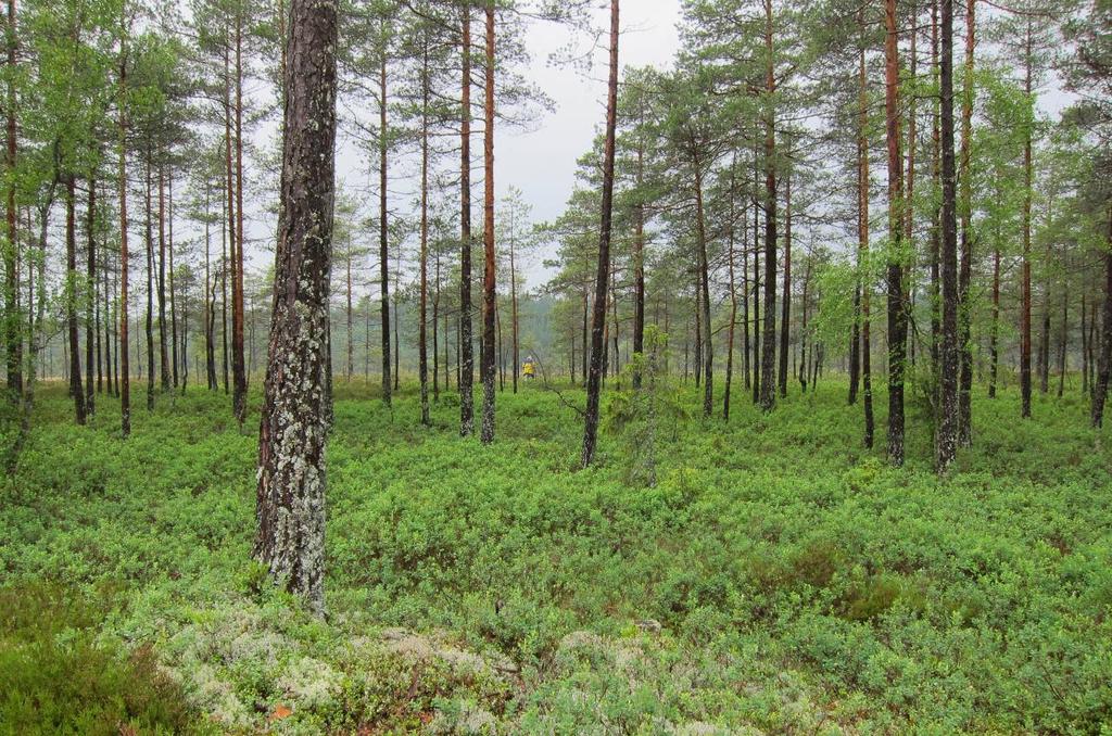 grunneierne Foto fra vegetasjonsbelte og ut på