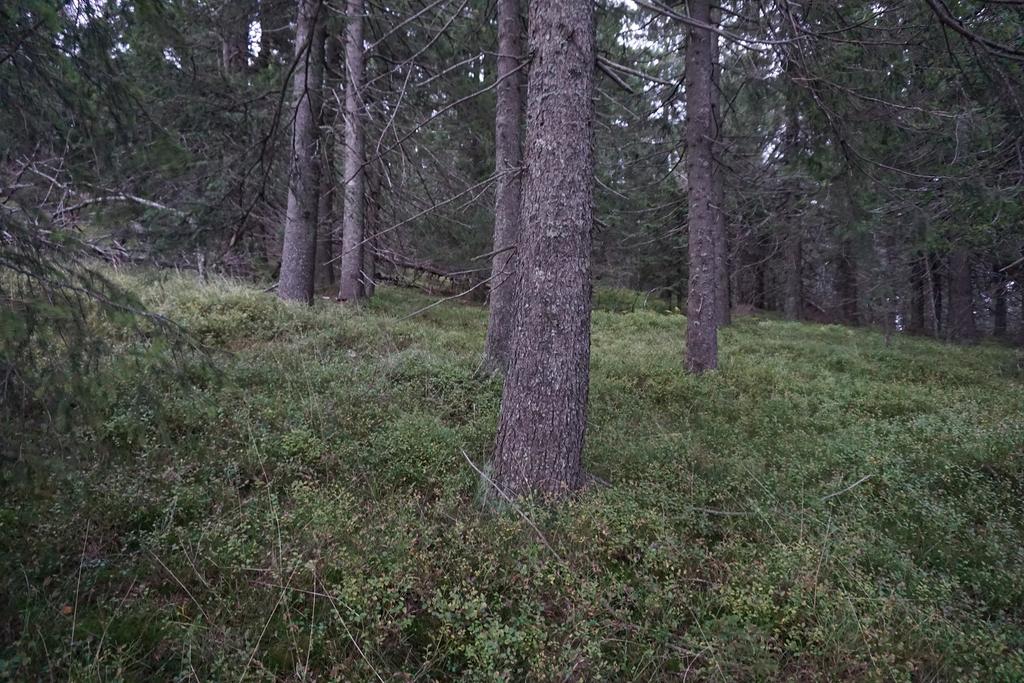 Bilder fra området Mistberget S Gammel, grovvokst,