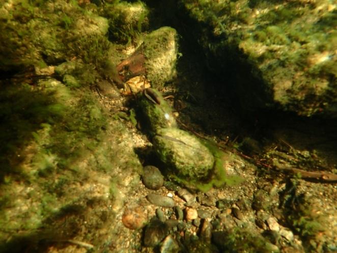 Kun i noen små «lommer» på strekningen virket bunnen å ha vært stabil over tid. Her var bunnen begrodd av alger, og det var kun i slike «lommer» vi fant musling.
