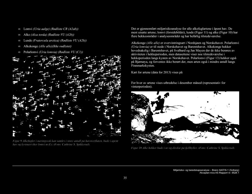 De mest utsatte artene; lomvi (forsidebildet), lunde (Figur 11) og alke (Figur 10) har flere hekkeområder i analyseområdet og har helårlig tilstedeværelse.