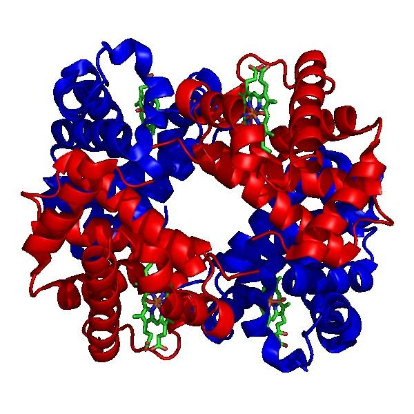 Allosteric effect : the binding of a ligand to