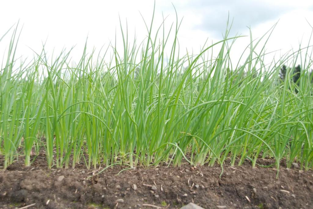 Løk plassering av dusjen Mot insekter og