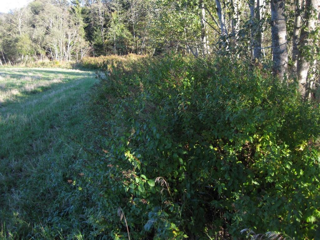 Lauvskogsbeltet er dominert av gråor, med betydelig innslag av hegg, selje, rogn og enkelte graner. Et lite innslag av pilearter evt. hybrider (Salix spp., Salix hybr.