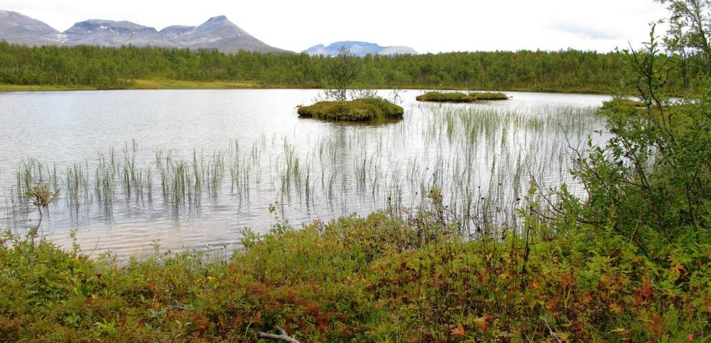 Figur 15. Gommovatnet fra vestsiden..foto 20.8.2013. Gommovatnet er en fin kalksjø. Kantene ned mot vannet er faste humuskanter eller av kalkfjell. Rundt vannet er det rikmyrer.