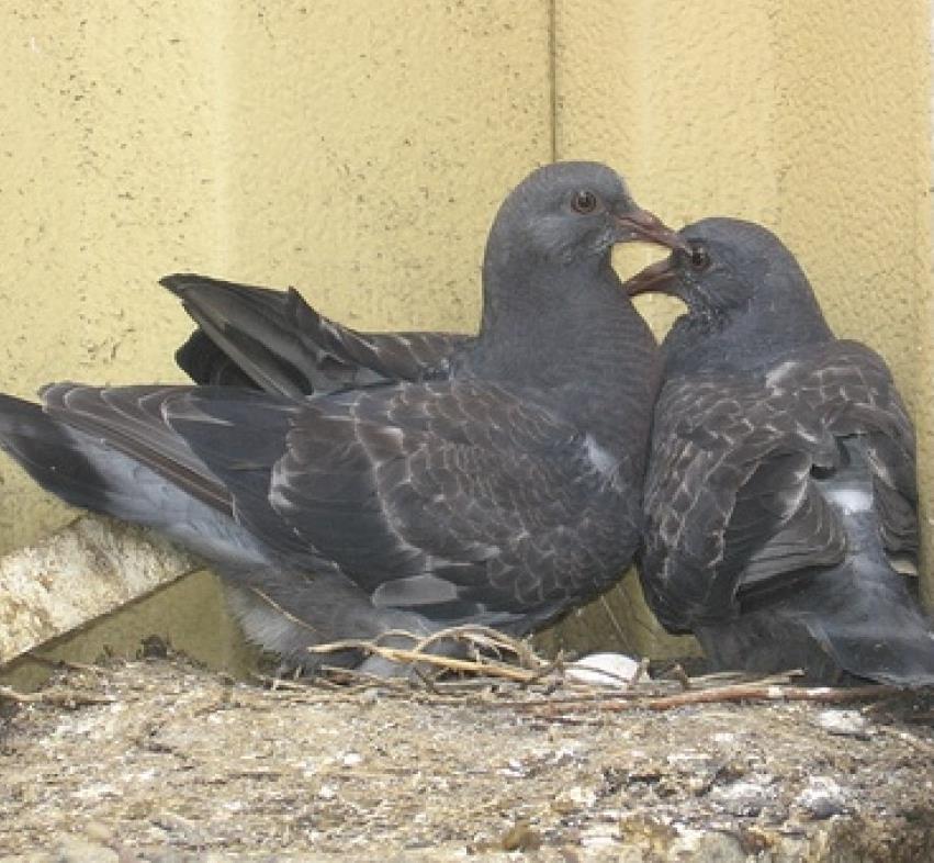 6 IKKE MAT FUGLER Styret minner om at det i borettslagets husordensregler klart står at mating av fugler er forbudt. Vi har sett at det er flere som henger ut mat til fuglene.