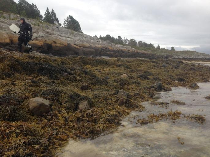 finsveig (3), grisetang (4) og blåskjell