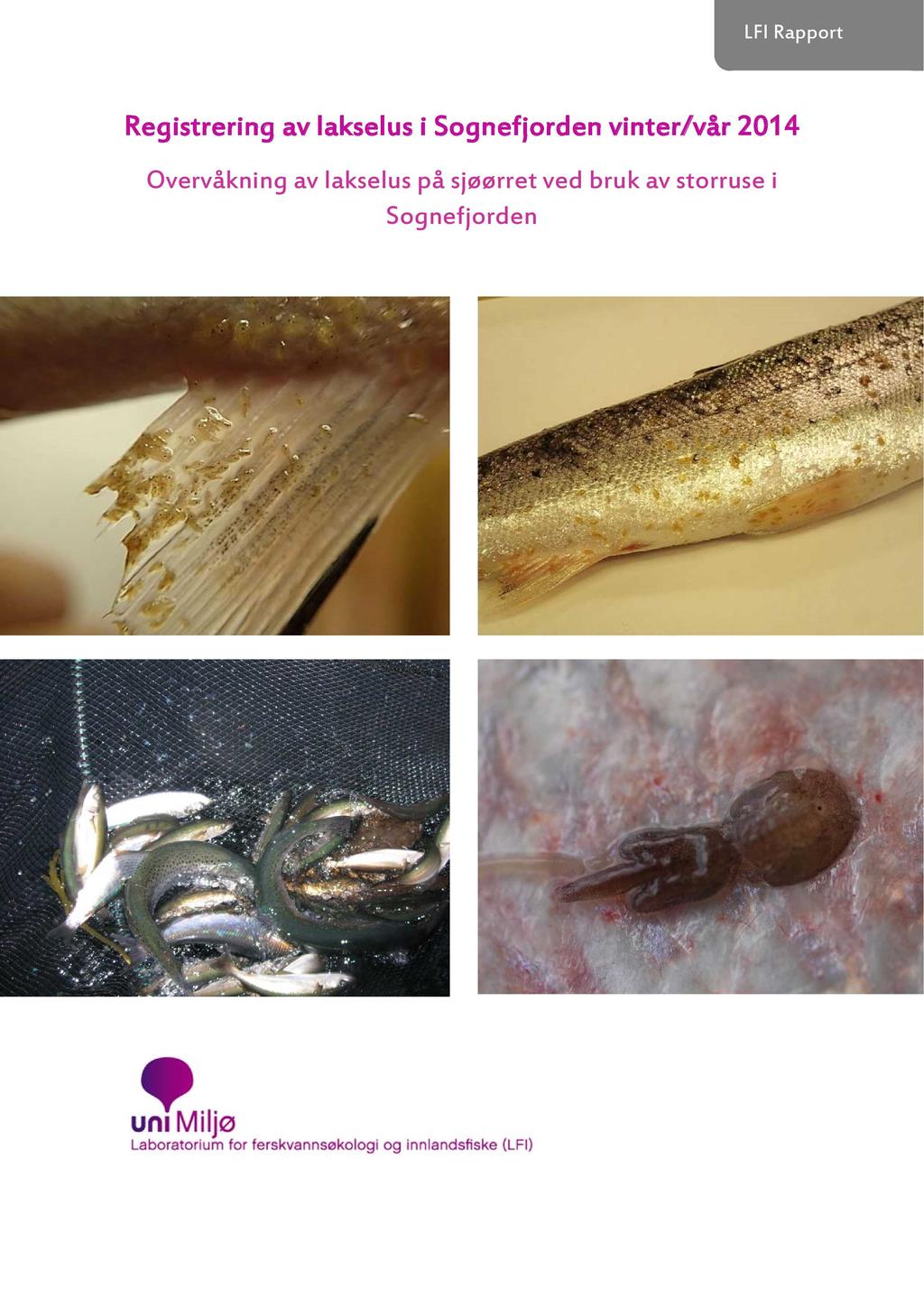 LFI Rapport Registrering av lakselus i So gnefjorden vinter/vår 2014