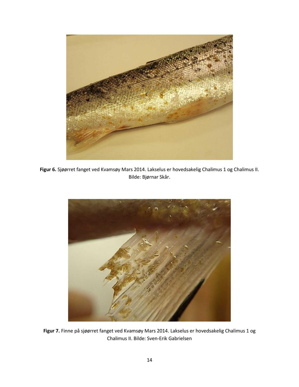Figur 6. Sjøørret fanget ved Kvamsøy Mars 2014. Lakselus er hovedsakelig Chalimus 1 og Chalimus II. Bilde: Bjørnar Skår. Figur 7.