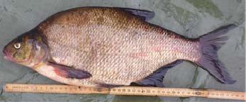 5.3 Reduksjon av biomassen av pelagisk fisk, spesielt mort. Det er gjennomført flere utfiskingsprosjekt i innsjøer med flerartssamfunn i østlandsområdet der bl.a mort og abbor inngår (f.
