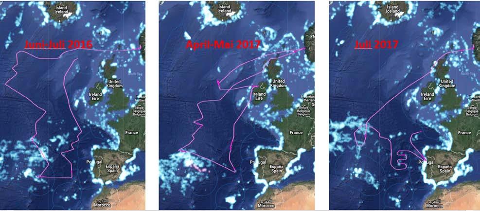 3 Relevant kunnskap fra 3 lengre tokt i Atlanterhavet med "MS Birkeland" Det fins lite empiri som kan kvantifisere den økologiske effekten av et eventuelt fremtidig fiske etter mesopelagisk fisk, men