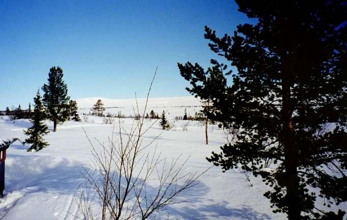 terrengetrundter lyngogmose,ogsånoemyr. 3. Flott utsikttilfjellheimengjennnomkjøkkenvinduet.