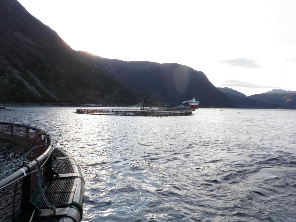 MOM B undersøkelse (NS 9410); Rundreimstranda 3 Forord Ein miljøundersøkelse, type NS 9410, er utført på oppdrag for Marine Harvest Norway AS.