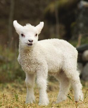 Våre garnkvaliteter er spunnet av naturens beste råvarer, og kun det beste er godt nok for deg som har kjærlighet til godt håndtverk og gleden av å strikke.