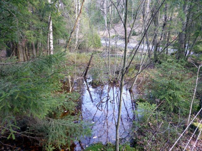 Over tid vil det være behov for skjøtsel av vegetasjonen rundt dammen. Stokker og greier av busker og trær som ryddes unna kan legges i hauger i utkanten av området.