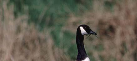 2. Gjess i Hordaland biologi og utbreiing Forvaltingsplan for gjess i Hordaland 2.2 Kanadagås Branta canadensis 2007).