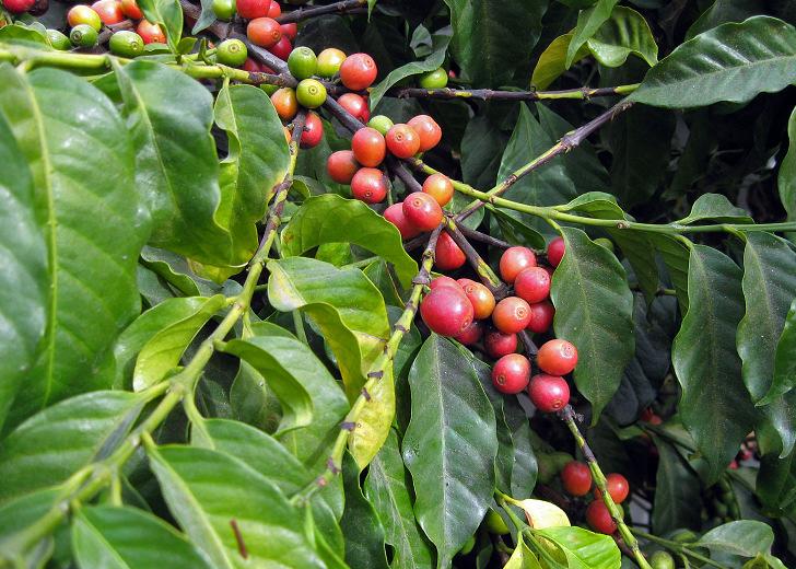 Tanzania Coffee Board Tanzania Coffee Board ble etablert i 1993 for å regulere og overvåke aktivitetene til den innenlanske kaffeindustrien, til erstatning for det tidigere byrået Tanzania Coffee