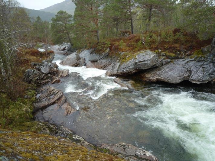 4.3 Naturvern Naturvern har som mål å sikre truga artar og naturtypar, og å ta vare på eit representativt utsnitt av norsk natur for ettertida.