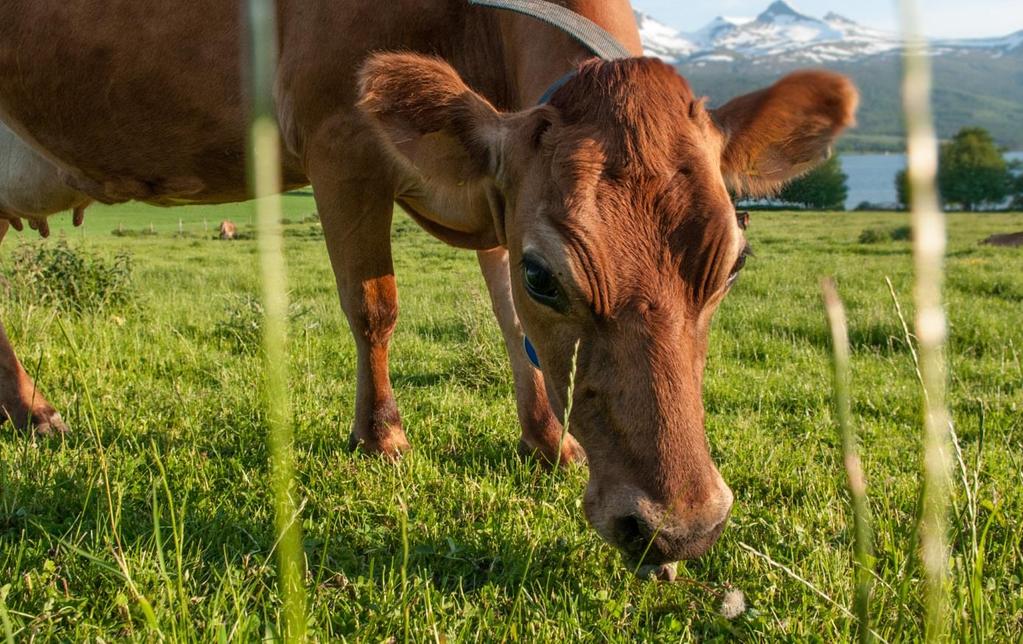 Kap. 5 Landbruk Generelt om status, utviklingstrekk og utfordringar på fagområdet Landbruk og bygdeutvikling Forvaltningsoppgåver på landbruksområdet Fylkesmannen har ansvar for oppfølging av